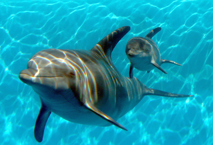 אימא דולפין ובנה הקטן, אילוסטרציה (צילום:  Getty images)