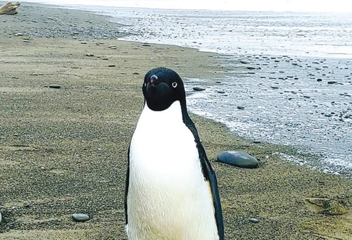 הפינגווין על חופי ניו זילנד (צילום:  הארי סינג)