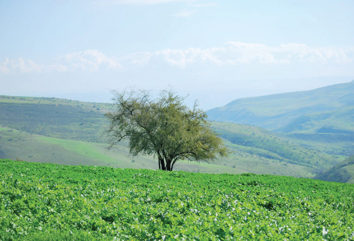 מסלול ההליכה בהר (צילום:  הדר יהב)