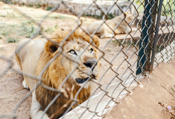 אריה בכלוב, אילוסטרציה (צילום:  Getty images)