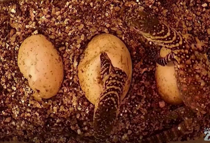 הדרקונים בוקעים מהביצה (צילום:  רויטרס)