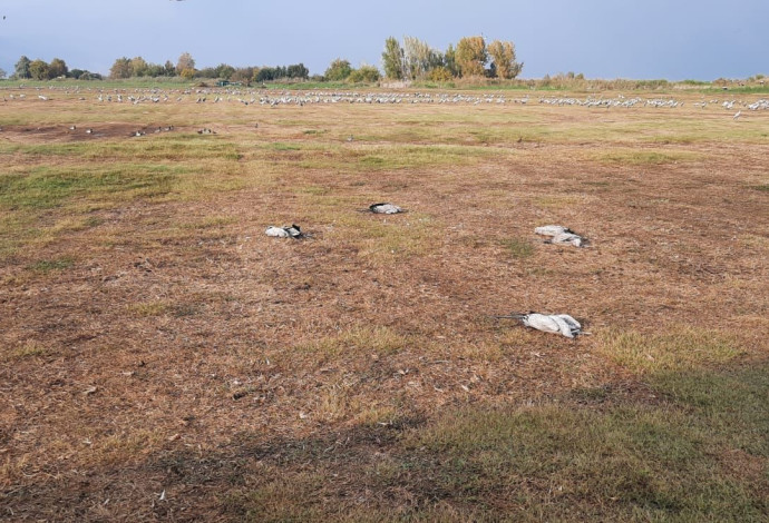 העגורים המתים באגמון החולה (צילום:  קק"ל,אוריה שדה)