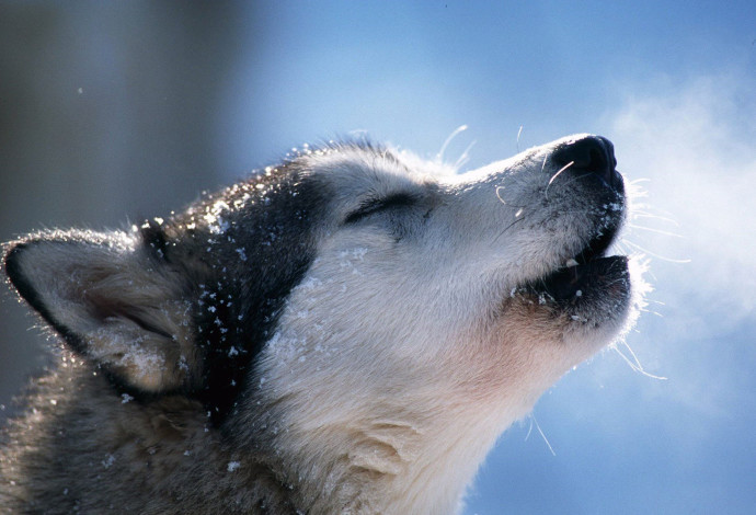 קור כלבים (צילום:  רויטרס)