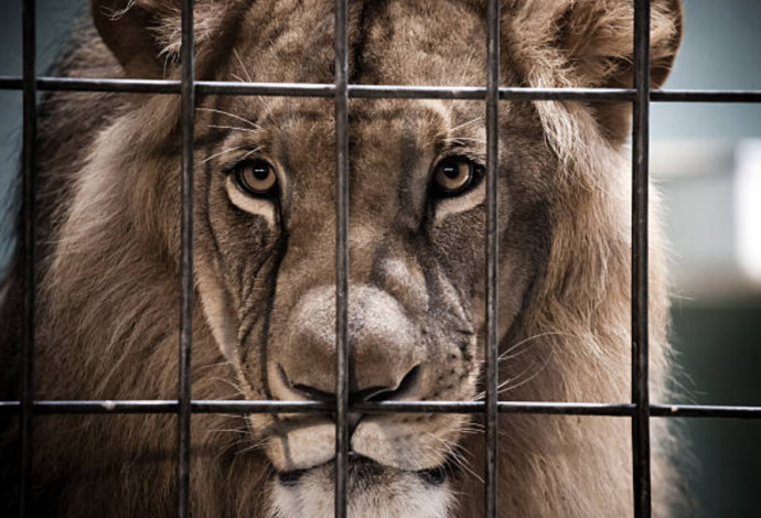 אריה בכלוב, אילוסטרציה (צילום:  Getty images)