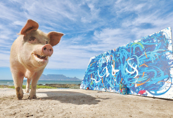 ציור של חזירה נמכר תמורת 26 אלף דולר (צילום:  pigcasso)