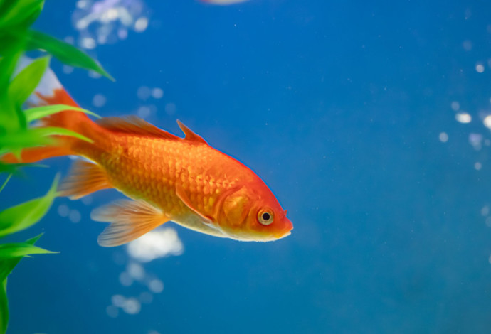 דג זהב, אילוסטרציה (צילום:  Getty images)
