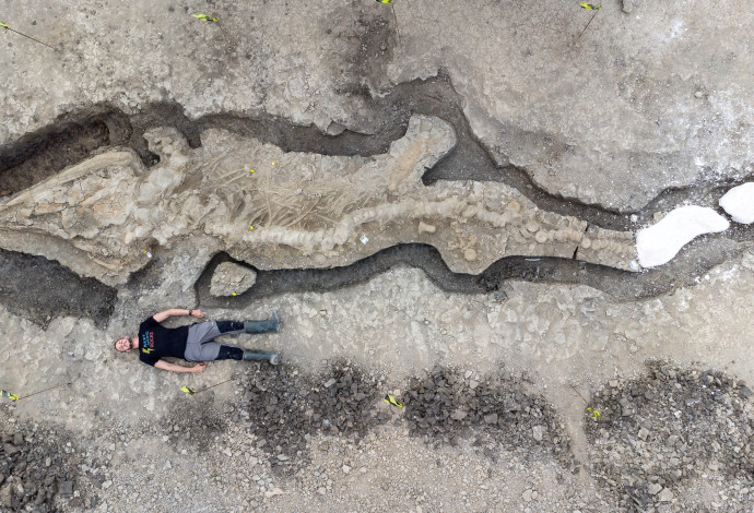 השלד המאובן הגדול של איכתיוזאור, שהתגלה בבריטניה (צילום:  Anglian Water/Matthew Power Photography via REUTERS)