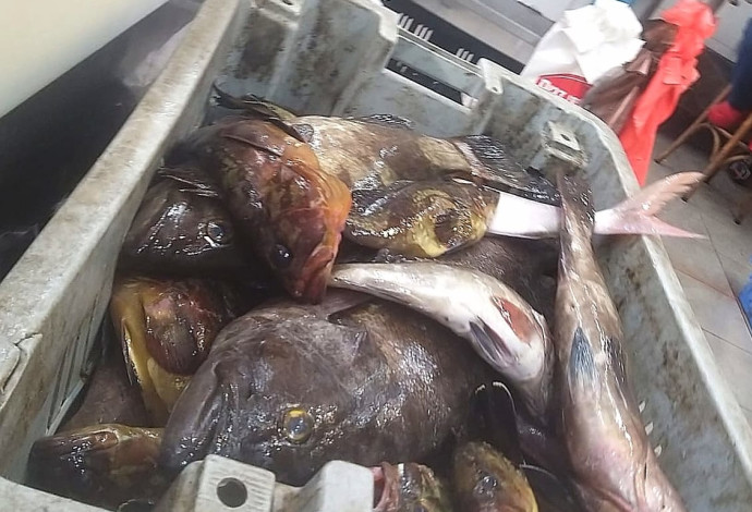 מכירת דגים מתחת לאורך המינימום, אפריל 2021 (צילום:  צילום פרטי)