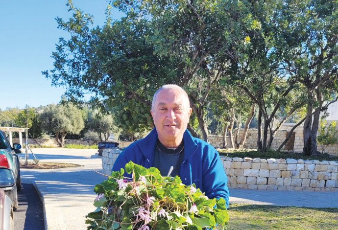 רקפת ענקית ששרדה שנים רבות את תוויא הרכבת  (צילום:  אורי אורבך, רשות הטבע והגנים )