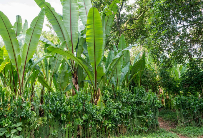 עצי הבננה המזויפת שיכולים לסייע במחסור המזון העולמי (צילום:  Getty images)