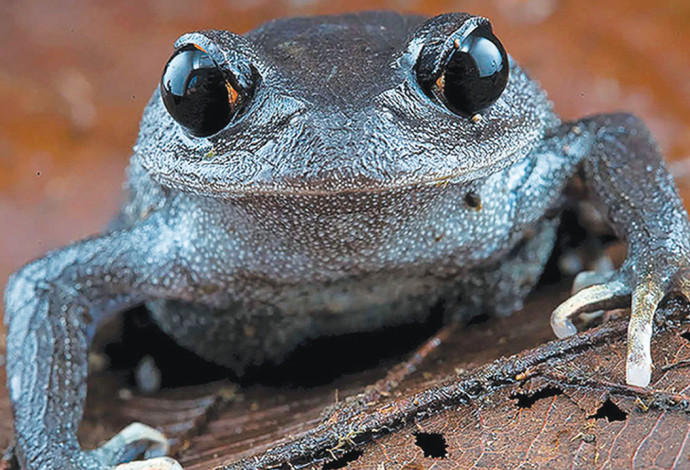 הצפרדע בעלת הראש הגדול שהתגלתה בבורמה (צילום:  World Wildlife Fund)