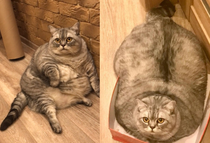 החתולה השמנה בעולם? (צילום:  צילום מסך אינסטגרם)