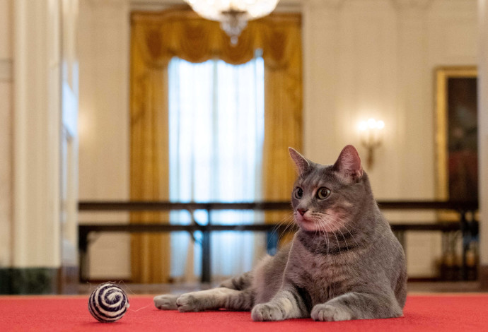 החתולה ווילו בבית הלבן (צילום:  רויטרס)