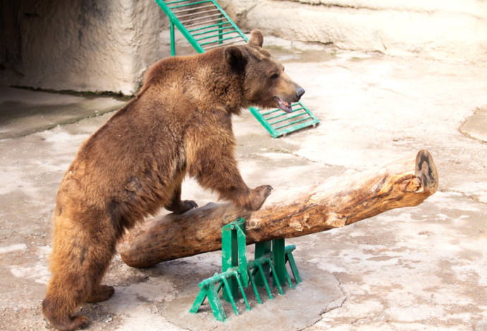 הדוב זוזו בגן החיות באוזבקיסטן (צילום:  Tashkent Zoo)