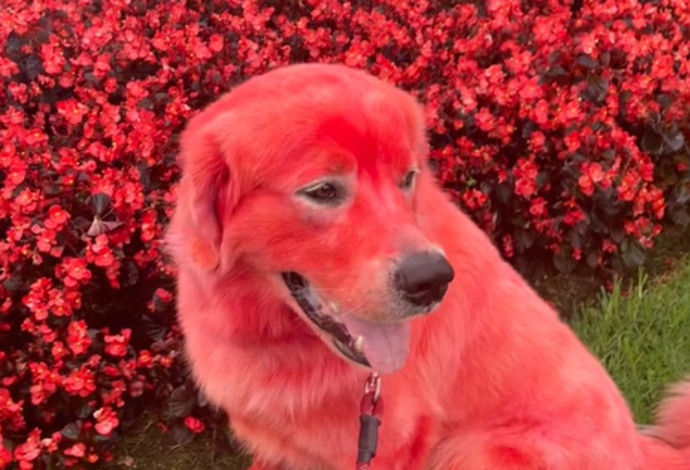 דנדי הכלב האדום (צילום:  צילום מסך טיקטוק)