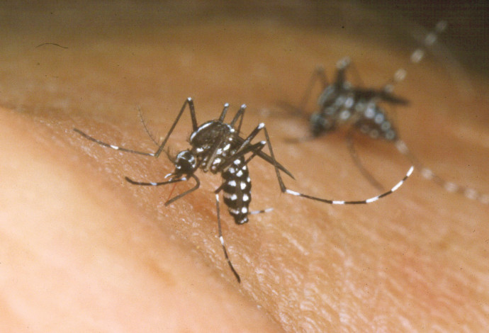 יתוש הנמר האסייתי (צילום:  Getty images)