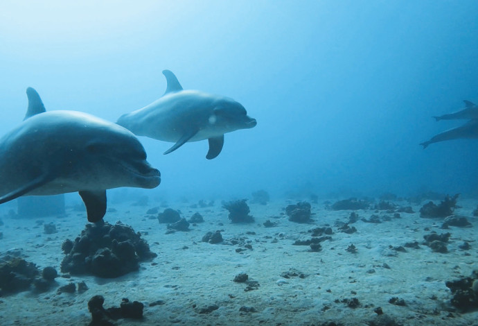 להקת הדולפינים במפרץ אילת (צילום:  זיו רגב)