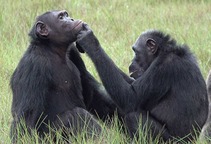 שימפנזים מעניקים זה לזה עזרה ראשונה (צילום:   Tobias Deschner / Ozouga)