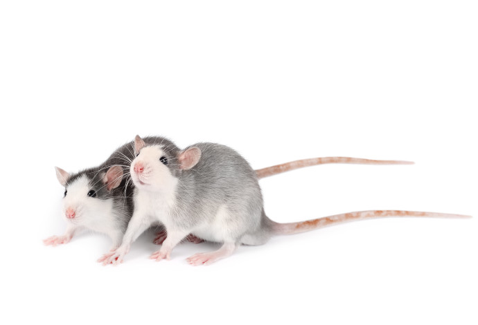 עכברים במעבדה (צילום:  אינג'אימג')