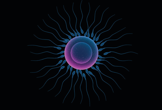 תאי זרע וביצית, אילוסטרציה (צילום:  אינגאימג')