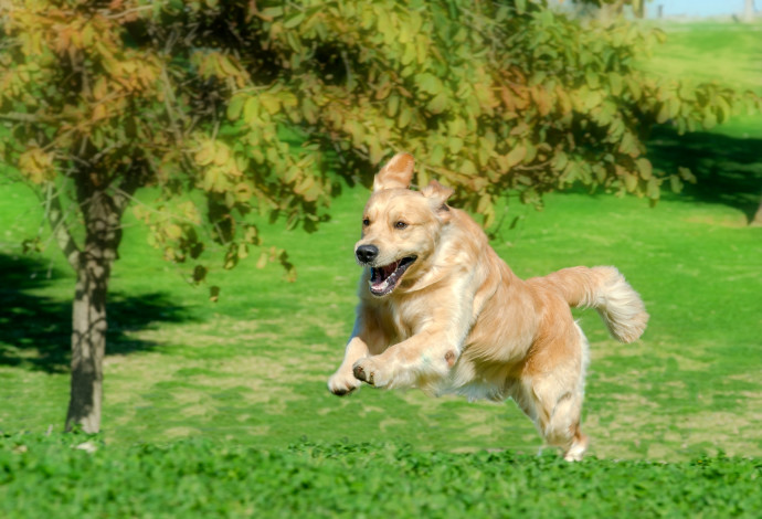 כלב רץ בדשא. לא לשכוח לשתות הרבה מים (צילום:  יגאל פרדו)