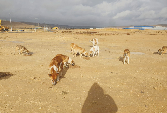 כלבים בדרום (צילום:  ארכיון אגודת צער בעלי חיים בישראל)