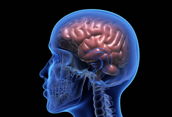 מוח האדם, אילוסטרציה (צילום:  אינג'אימג')