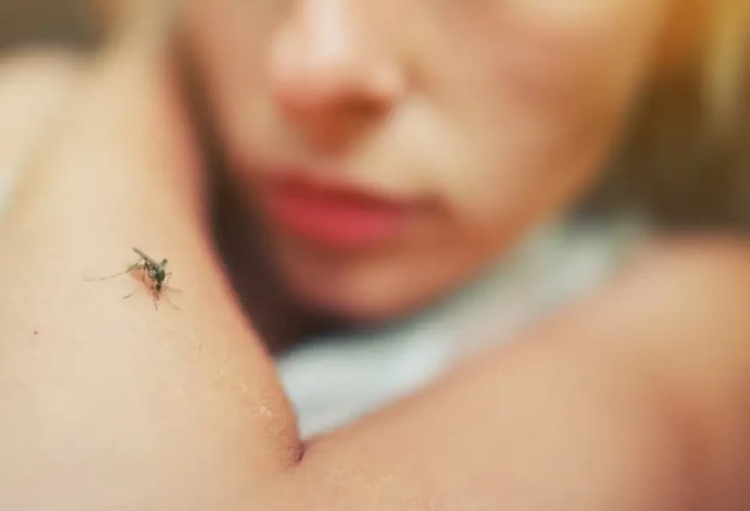 יתושים, אילוסטרציה (צילום:  ingimage ASAP)