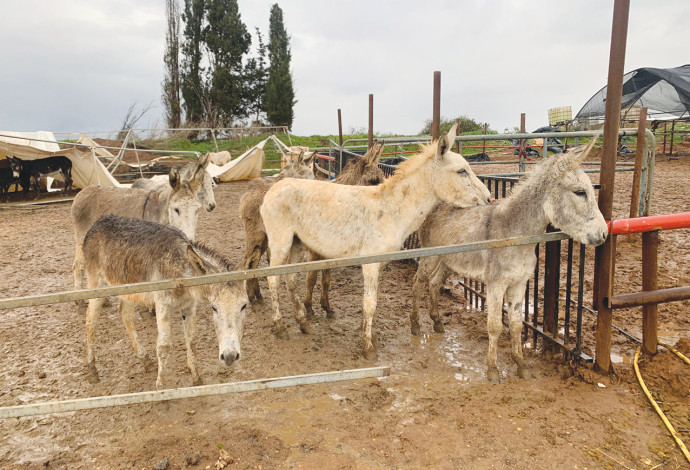 פינוי הסוסים והחמורים (צילום:  משרד החקלאות ופיתוח הכפר)