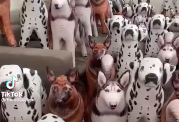 חדר מלא בבובות מתנפחות בצורות של כלבים, אבל היכן הכלב האמיתי? (צילום:  צילום מסך טיקטוק)