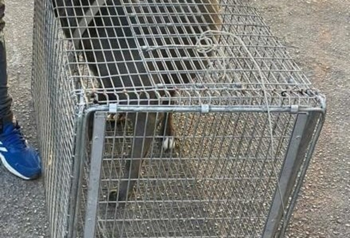 הכלב שנלקח להסגר (צילום:  דוברות המשטרה)