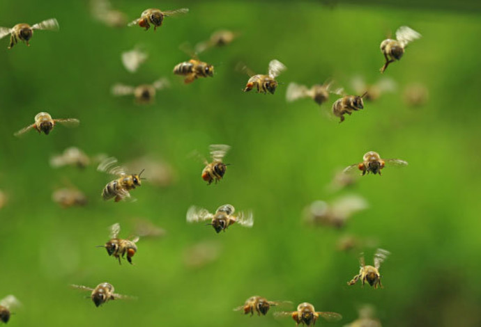 תעופה מורכבת עם מוח פשוט. דבורי דבש במעופן (צילום:   MakroBetz, Shutterstock)