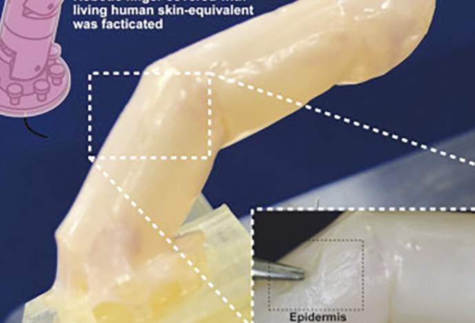האצבע הרובוטית עם העור האנושי (צילום:  צילום מסך מתוך המחקר בכתב העת)