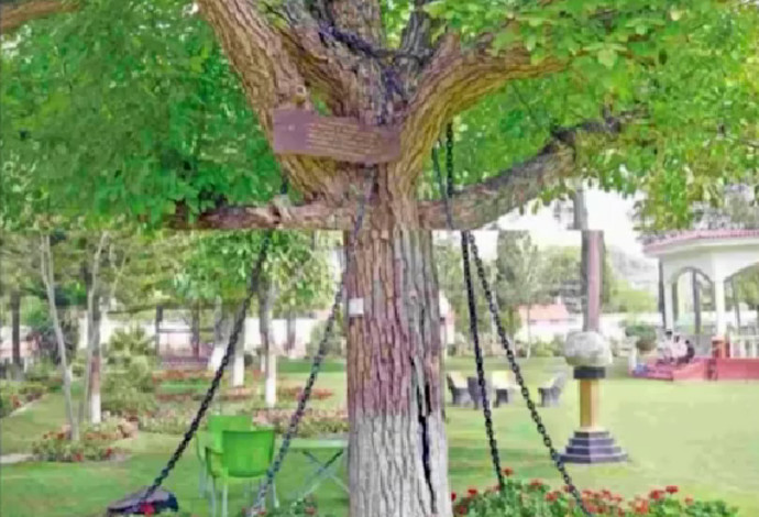 העץ ה"עצור" בפקיסטן (צילום:  צילום מסך טיקטוק)