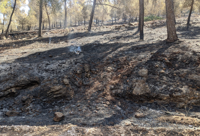  אחרי השריפה ביער דבורייה ב-2020 (צילום:  משרד החקלאות)