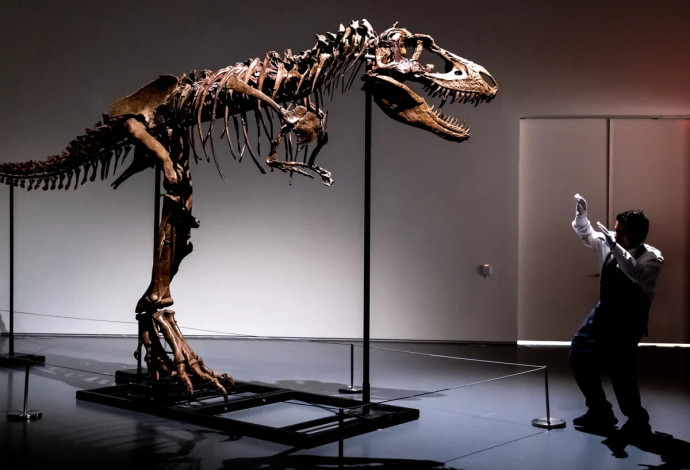 דינוזאור בן 76 מיליון שנה עומד למכירה (צילום:  בית המכירות הפומביות Sotheby's )