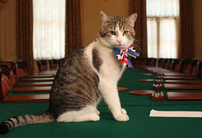 לארי החתול הנשיאותי (צילום:  Getty images)