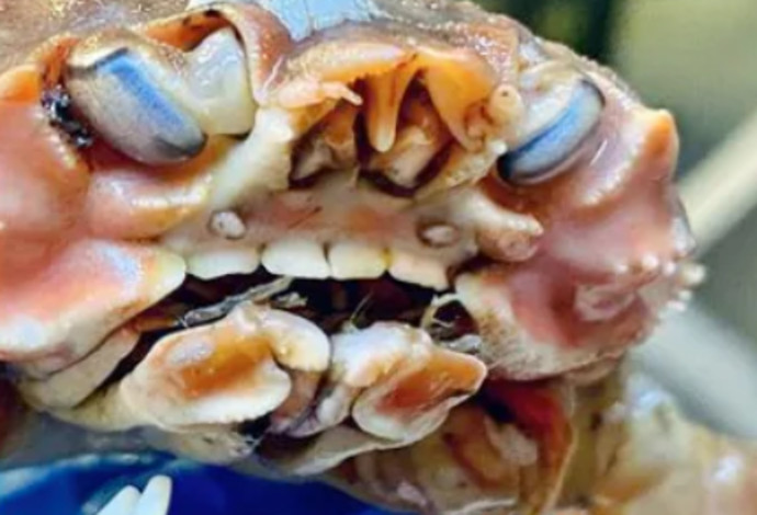 סרטן בעל שיניים אנושיות אותר בקרקעית ים (צילום:  מתוך אינסטגרם)