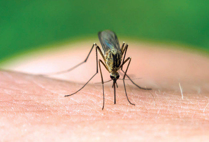 עקיצת יתוש  (צילום:  אינגאימג')