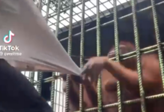 מבהיל! קוף משך גבר מחולצתו וניסה להכניסו לכלוב (צילום:  מתוך טיקטוק)