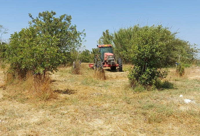 עבודות הגיזום לצד הנחל (צילום:  גיא מרגלית)