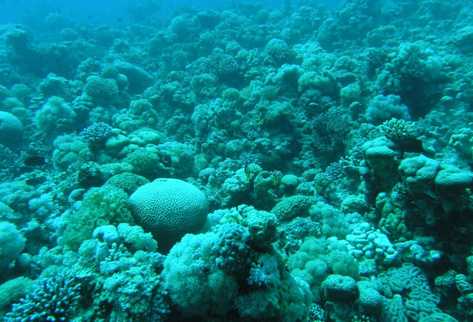 שונית האלמוגים במפרץ אילת (צילום:  דרור צוראל, המשרד להגנת הסביבה)