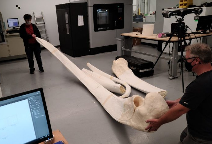 חברת Camosun הקנדית שחברה לחברת Cetacea, המתמחה בשחזור עצמות של יונקים לטובת תצוגות מוזיאוניות (צילום:  סטרטסיס/Artec)