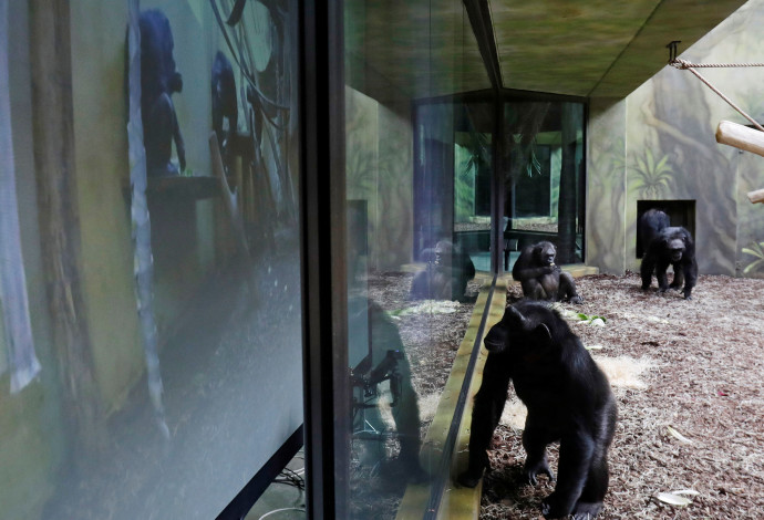 שימפנזות בגן החיות בפראג בימי הקורונה, ארכיון (צילום:  REUTERS/David W Cerny)
