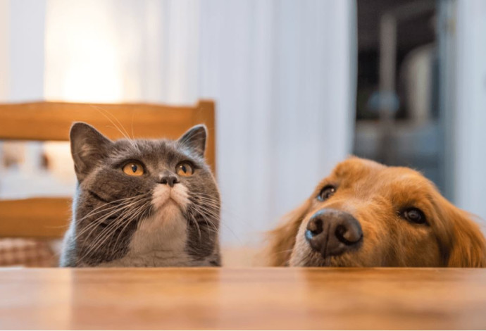 גם אנחנו רוצים. כלבים וחתולים ליד השולחן  (צילום:  באדיבות רויאל קנין)