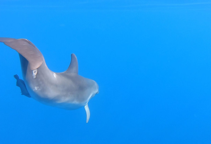 דולפינים מול חופי ישראל (צילום:  גיא לויאן, רשות הטבע והגנים)