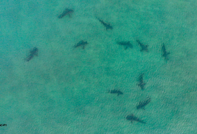 להקת כרישים בסמוך לתחנת הכוח בחדרה (צילום:  גיא לויאן, רשות הטבע והגנים)