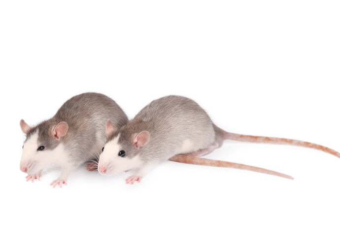 עכברושים (צילום:  אינג'אימג')