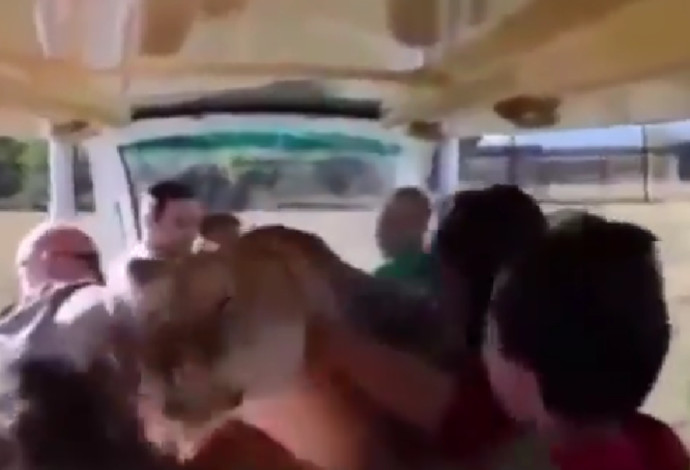 לביאה זינקה לתוך רכב המבקרים (צילום:  צילום מתוך טוויטר)