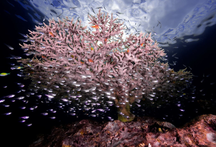 שונית אלמוגים במפרץ אילת (צילום:  עמרי עומסי, רשות הטבע והגנים)